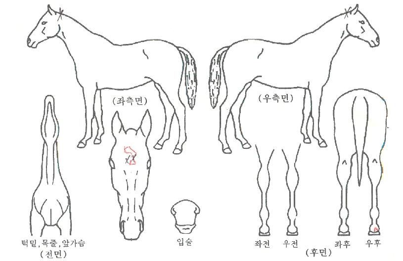 ���������� ����,���,�޸�,�λ�,�ٸ��� Ư¡����