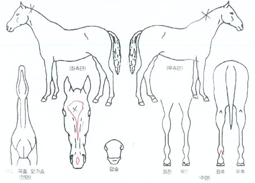 �����ʵ��� ����,���,�޸�,�λ�,�ٸ��� Ư¡����