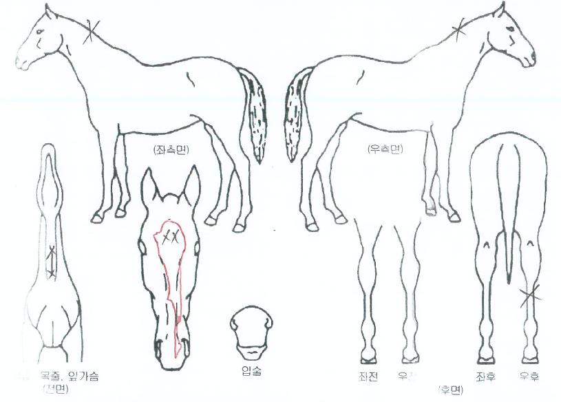 ���̽��� ����,���,�޸�,�λ�,�ٸ��� Ư¡����