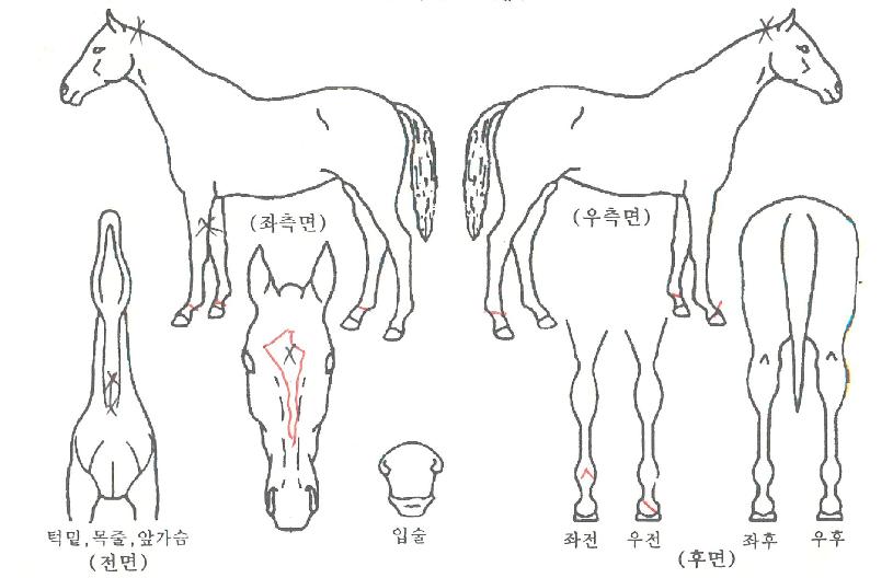 �ְ�������Ʈ�� ����,���,�޸�,�λ�,�ٸ��� Ư¡����