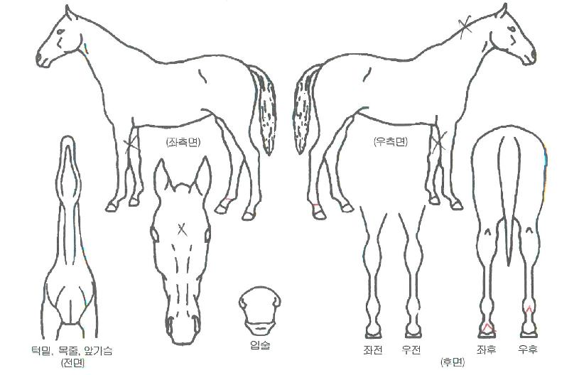 ½´ÆÛÂù½ºÀÇ Ãø¸é,¿ì¸é,µÞ¸é,µÎ»ó,´Ù¸®ÀÇ Æ¯Â¡µµÇØ