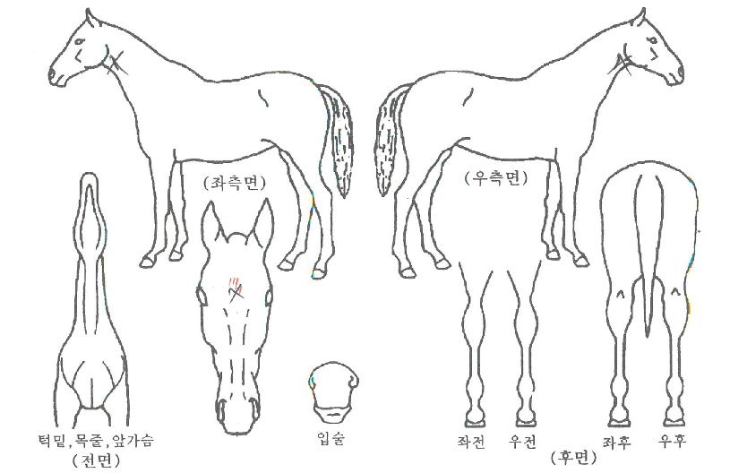 ���������ڸ��� ����,���,�޸�,�λ�,�ٸ��� Ư¡����