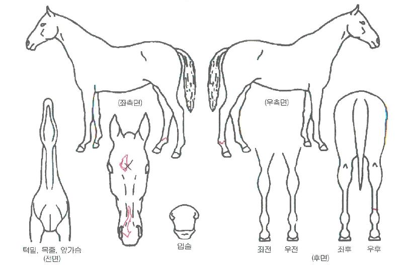 �����è���� ����,���,�޸�,�λ�,�ٸ��� Ư¡����