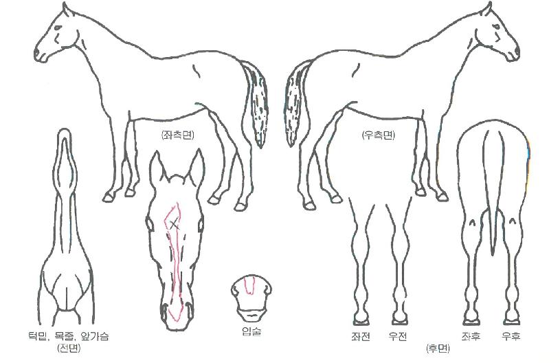 ��ٸ��ϴ��� ����,���,�޸�,�λ�,�ٸ��� Ư¡����