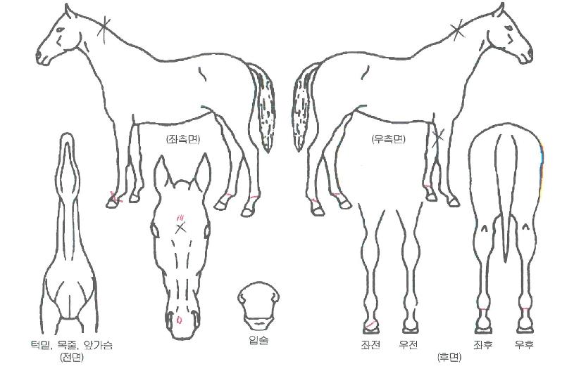 �۽�Ʈ������ ����,���,�޸�,�λ�,�ٸ��� Ư¡����