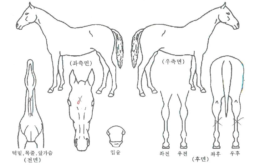 �۽�Ʈ��ȭ�� ����,���,�޸�,�λ�,�ٸ��� Ư¡����