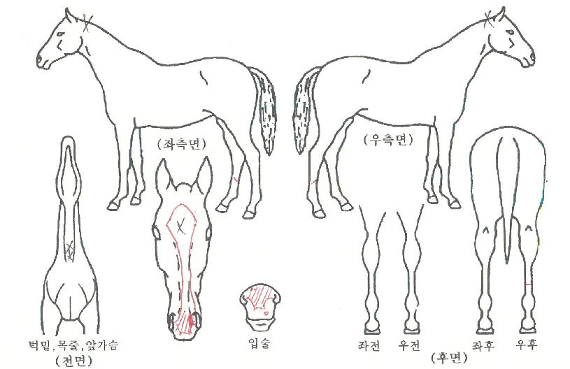 Â÷¹Ö±ÂÀÇ Ãø¸é,¿ì¸é,µÞ¸é,µÎ»ó,´Ù¸®ÀÇ Æ¯Â¡µµÇØ