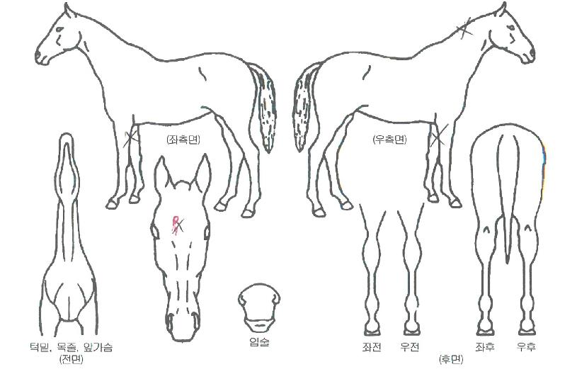 ��Į����ġ�� ����,���,�޸�,�λ�,�ٸ��� Ư¡����