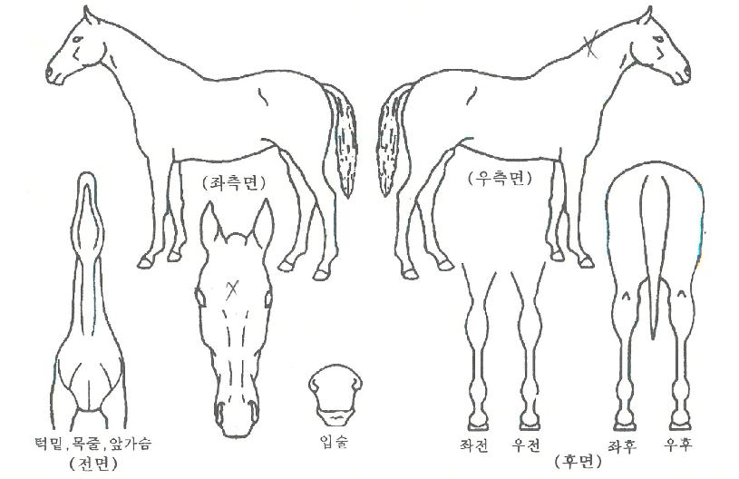 ¸®Æ²¼Ò½Ã¿¡ÀÇ Ãø¸é,¿ì¸é,µÞ¸é,µÎ»ó,´Ù¸®ÀÇ Æ¯Â¡µµÇØ