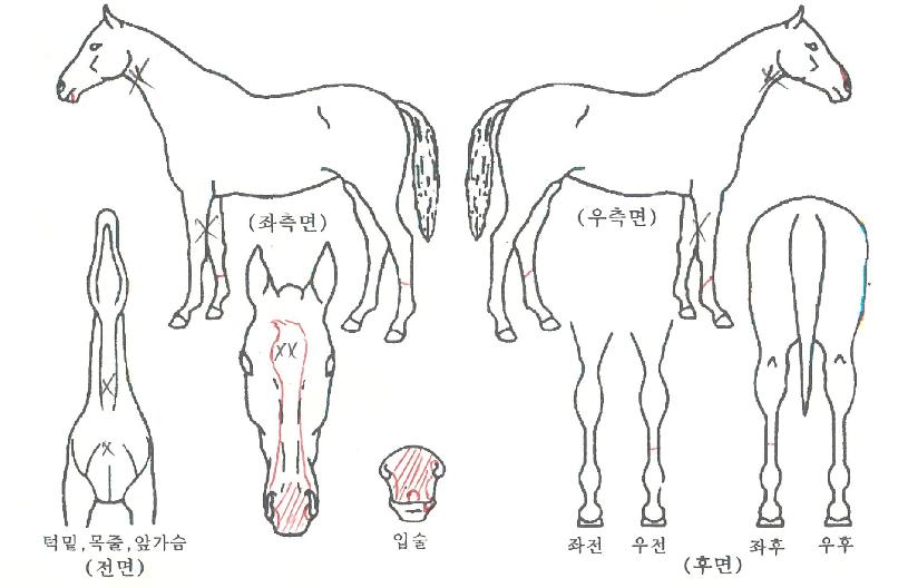Ç㸮ÄÉÀε帲ÀÇ Ãø¸é,¿ì¸é,µÞ¸é,µÎ»ó,´Ù¸®ÀÇ Æ¯Â¡µµÇØ