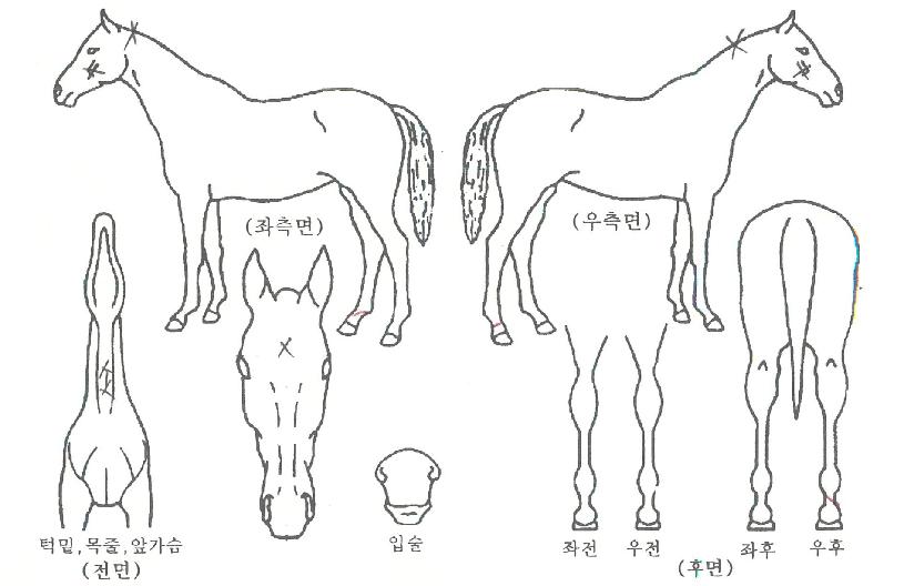 ´ºÆÄÆ®³ÊÀÇ Ãø¸é,¿ì¸é,µÞ¸é,µÎ»ó,´Ù¸®ÀÇ Æ¯Â¡µµÇØ
