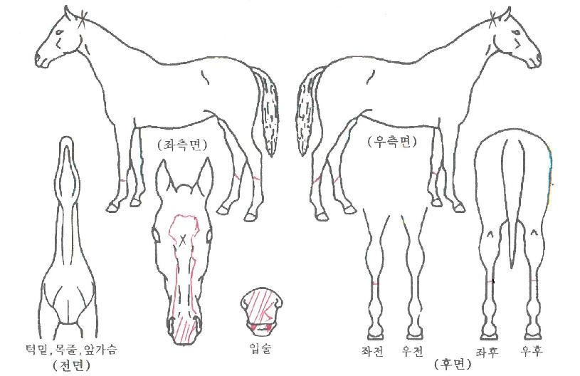 �ؾ��屺�ڸ��� ����,���,�޸�,�λ�,�ٸ��� Ư¡����