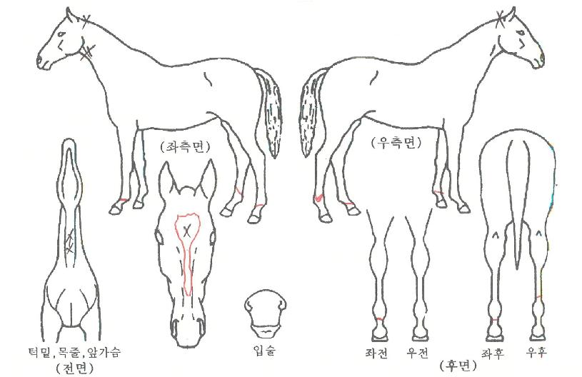 ��彺Ÿ�� ����,���,�޸�,�λ�,�ٸ��� Ư¡����