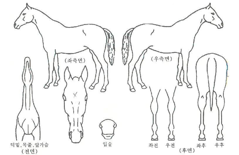 ¸»¶óÄ«½ºÀÇ Ãø¸é,¿ì¸é,µÞ¸é,µÎ»ó,´Ù¸®ÀÇ Æ¯Â¡µµÇØ