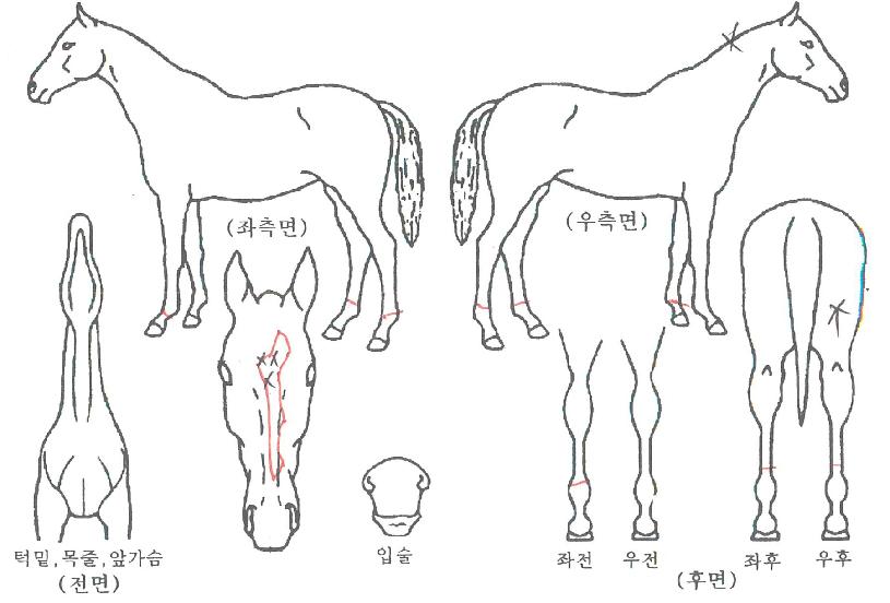 ��翵���� ����,���,�޸�,�λ�,�ٸ��� Ư¡����