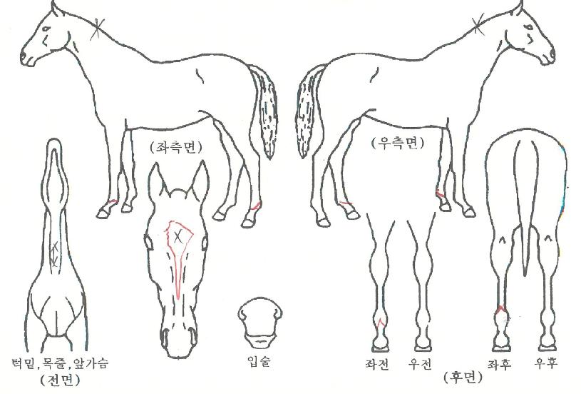ºí·¢Ä³½Ã¹Ì¾îÀÇ Ãø¸é,¿ì¸é,µÞ¸é,µÎ»ó,´Ù¸®ÀÇ Æ¯Â¡µµÇØ