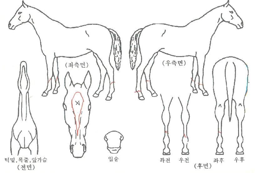 ����ƾ���ڸ��� ����,���,�޸�,�λ�,�ٸ��� Ư¡����