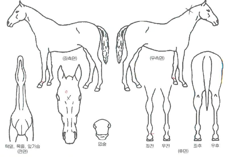 ÅëÀÏ´ë·ÎÀÇ Ãø¸é,¿ì¸é,µÞ¸é,µÎ»ó,´Ù¸®ÀÇ Æ¯Â¡µµÇØ