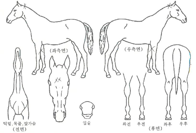 Ÿ�̰Ž����� ����,���,�޸�,�λ�,�ٸ��� Ư¡����