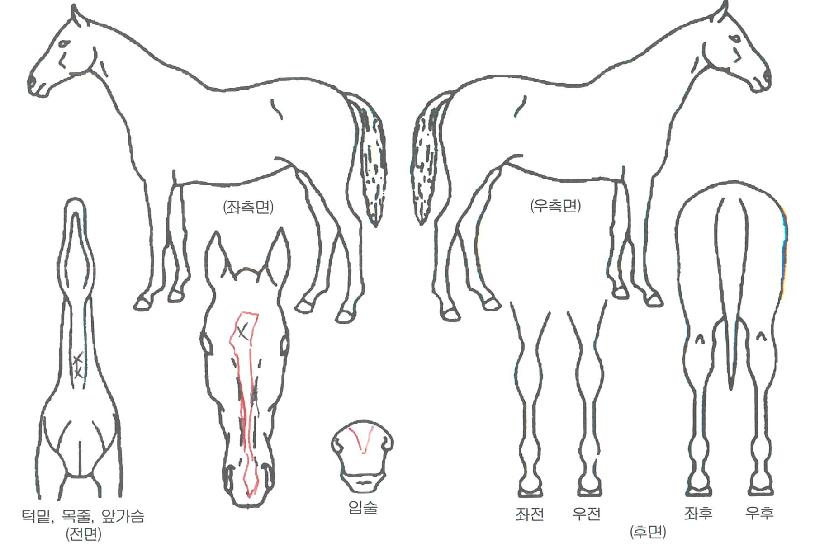 ¼º»êÁúÁÖÀÇ Ãø¸é,¿ì¸é,µÞ¸é,µÎ»ó,´Ù¸®ÀÇ Æ¯Â¡µµÇØ