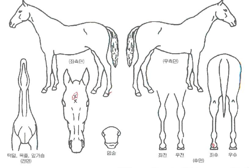 �Ѹ�Ưȣ�ڸ��� ����,���,�޸�,�λ�,�ٸ��� Ư¡����