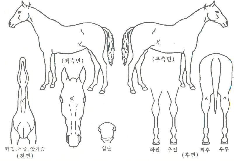 ¿ø¸®´õÀÇ Ãø¸é,¿ì¸é,µÞ¸é,µÎ»ó,´Ù¸®ÀÇ Æ¯Â¡µµÇØ