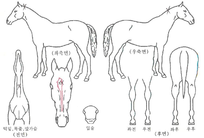 ¼¼¸í¿£Á©ÀÇ Ãø¸é,¿ì¸é,µÞ¸é,µÎ»ó,´Ù¸®ÀÇ Æ¯Â¡µµÇØ