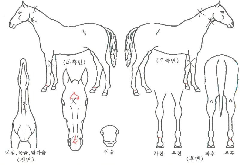 »ï±âÀÇ Ãø¸é,¿ì¸é,µÞ¸é,µÎ»ó,´Ù¸®ÀÇ Æ¯Â¡µµÇØ