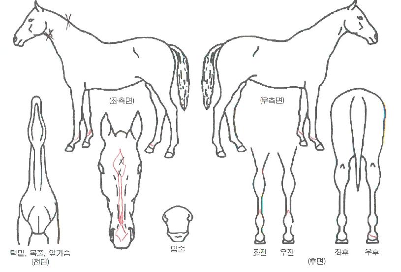 °©¿ÀÄýÁîÀÇ Ãø¸é,¿ì¸é,µÞ¸é,µÎ»ó,´Ù¸®ÀÇ Æ¯Â¡µµÇØ