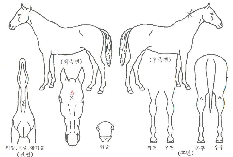 ±ÂÆÄÅ©ÀÇ Ãø¸é,¿ì¸é,µÞ¸é,µÎ»ó,´Ù¸®ÀÇ Æ¯Â¡µµÇØ