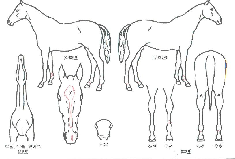 �������彺Ÿ���ڸ��� ����,���,�޸�,�λ�,�ٸ��� Ư¡����