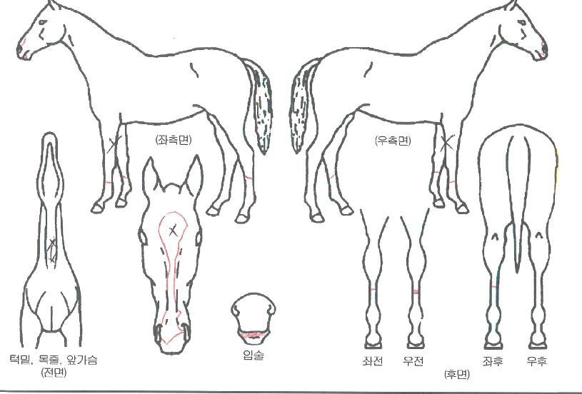 Æ÷³ªÀÎÁîÀÇ Ãø¸é,¿ì¸é,µÞ¸é,µÎ»ó,´Ù¸®ÀÇ Æ¯Â¡µµÇØ