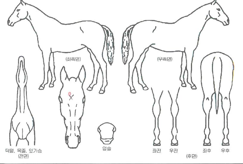ºê¶óÇÏÀÇ Ãø¸é,¿ì¸é,µÞ¸é,µÎ»ó,´Ù¸®ÀÇ Æ¯Â¡µµÇØ