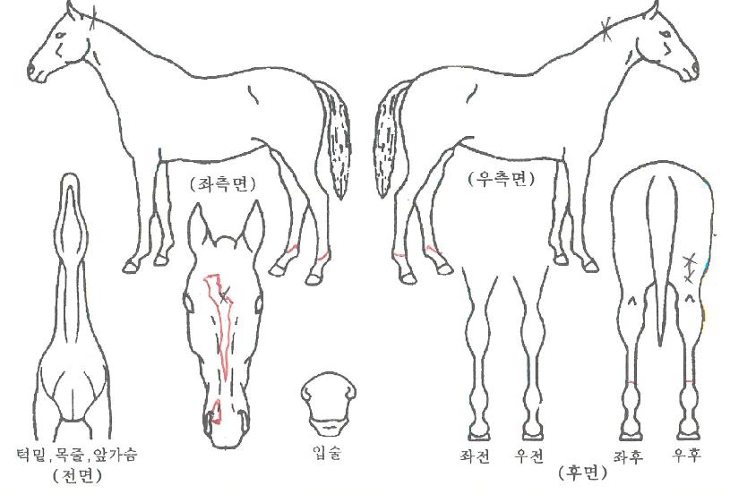 ·Î¿·çºñÀÇ Ãø¸é,¿ì¸é,µÞ¸é,µÎ»ó,´Ù¸®ÀÇ Æ¯Â¡µµÇØ