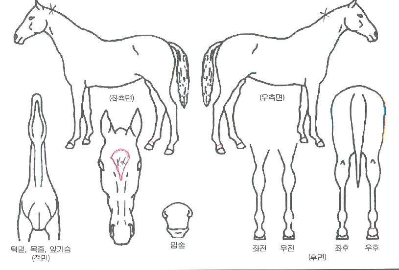 ����Ʈ�� ����,���,�޸�,�λ�,�ٸ��� Ư¡����