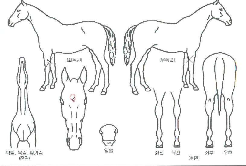 ÇѼºÅ·ÀÇ Ãø¸é,¿ì¸é,µÞ¸é,µÎ»ó,´Ù¸®ÀÇ Æ¯Â¡µµÇØ