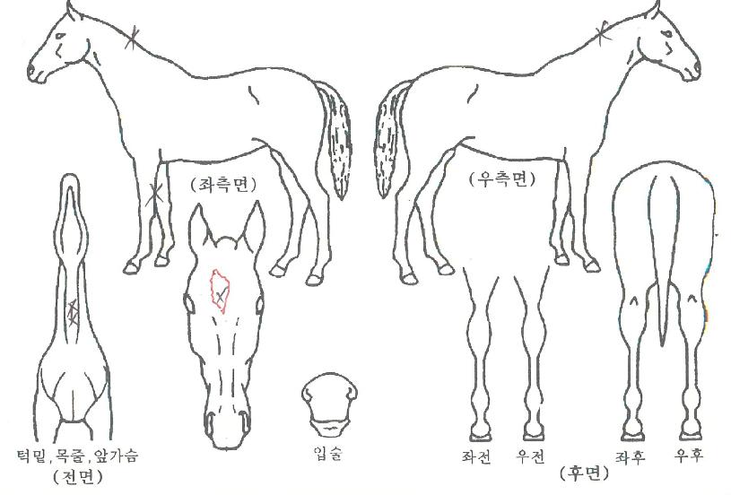 �λ꺼Ʈ�� ����,���,�޸�,�λ�,�ٸ��� Ư¡����