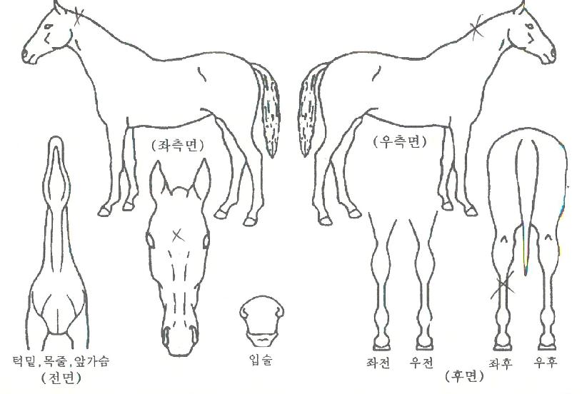 ���ο�ٶ��� ����,���,�޸�,�λ�,�ٸ��� Ư¡����