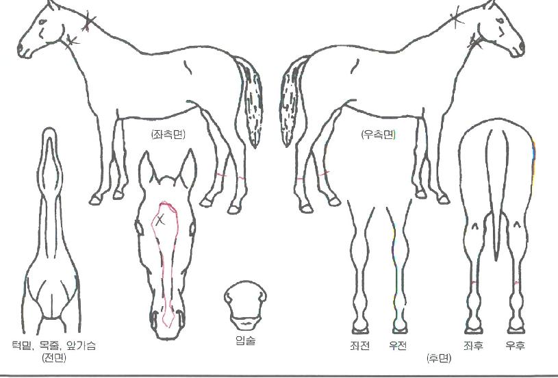 ´ÞºûÁúÁÖÀÇ Ãø¸é,¿ì¸é,µÞ¸é,µÎ»ó,´Ù¸®ÀÇ Æ¯Â¡µµÇØ