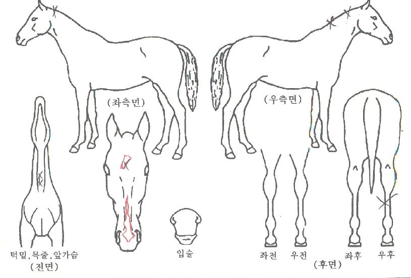 ½ÃÅ©¸´¿ÀÆä¶óÀÇ Ãø¸é,¿ì¸é,µÞ¸é,µÎ»ó,´Ù¸®ÀÇ Æ¯Â¡µµÇØ