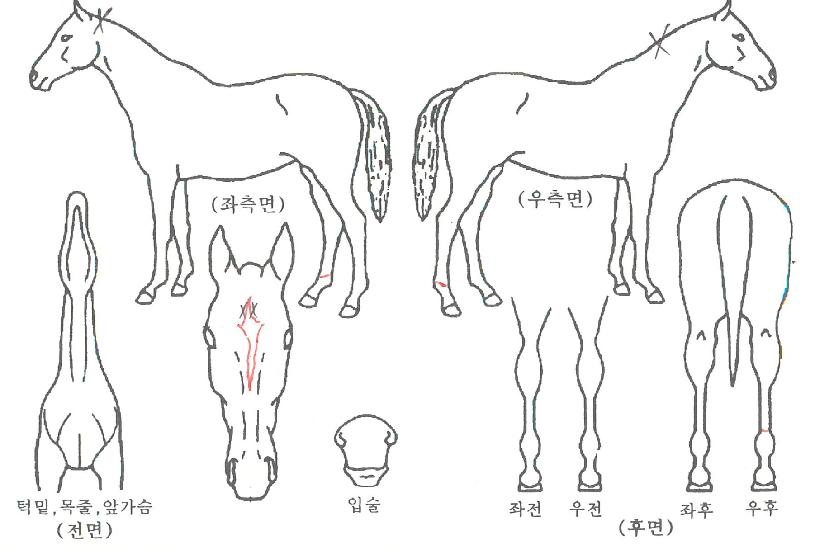 ���̾���� ����,���,�޸�,�λ�,�ٸ��� Ư¡����