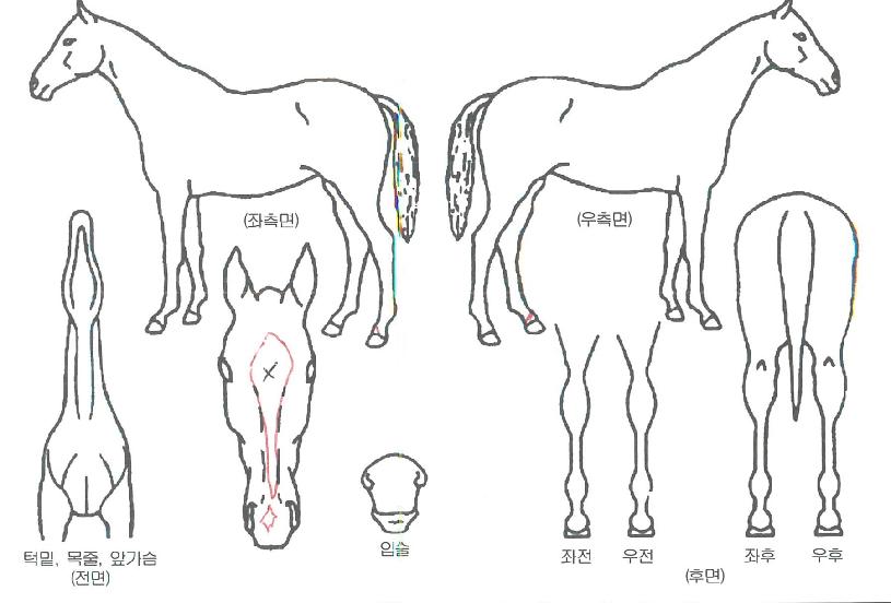 ����Ʈ���� ����,���,�޸�,�λ�,�ٸ��� Ư¡����