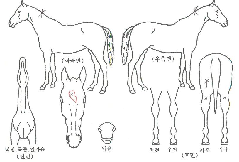 ºòÅ丮¾Æ»ï¹ÙÀÇ Ãø¸é,¿ì¸é,µÞ¸é,µÎ»ó,´Ù¸®ÀÇ Æ¯Â¡µµÇØ