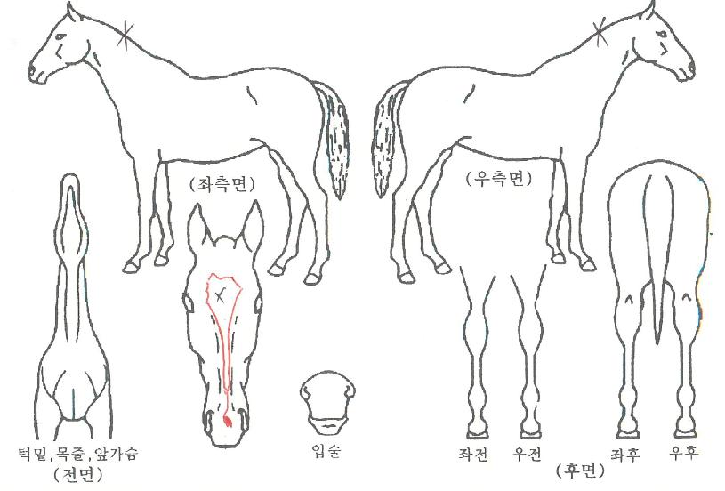 Àεð¾ð°ÀÚÀÇ Ãø¸é,¿ì¸é,µÞ¸é,µÎ»ó,´Ù¸®ÀÇ Æ¯Â¡µµÇØ