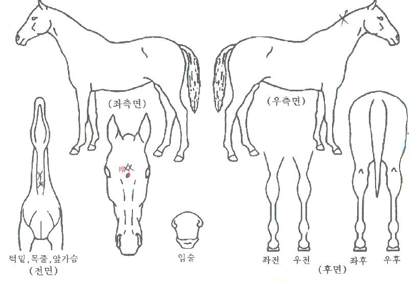 ÂüºûÀÇ Ãø¸é,¿ì¸é,µÞ¸é,µÎ»ó,´Ù¸®ÀÇ Æ¯Â¡µµÇØ