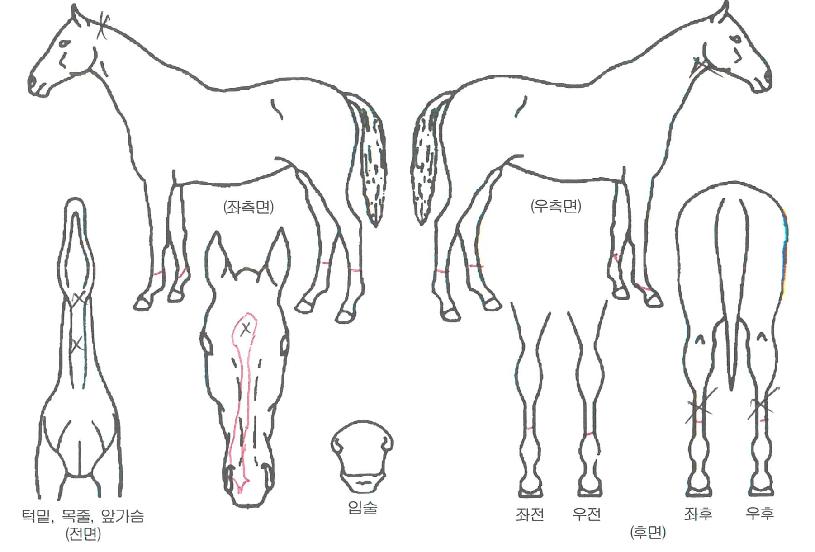 ½ºÅè°ñµåÀÇ Ãø¸é,¿ì¸é,µÞ¸é,µÎ»ó,´Ù¸®ÀÇ Æ¯Â¡µµÇØ