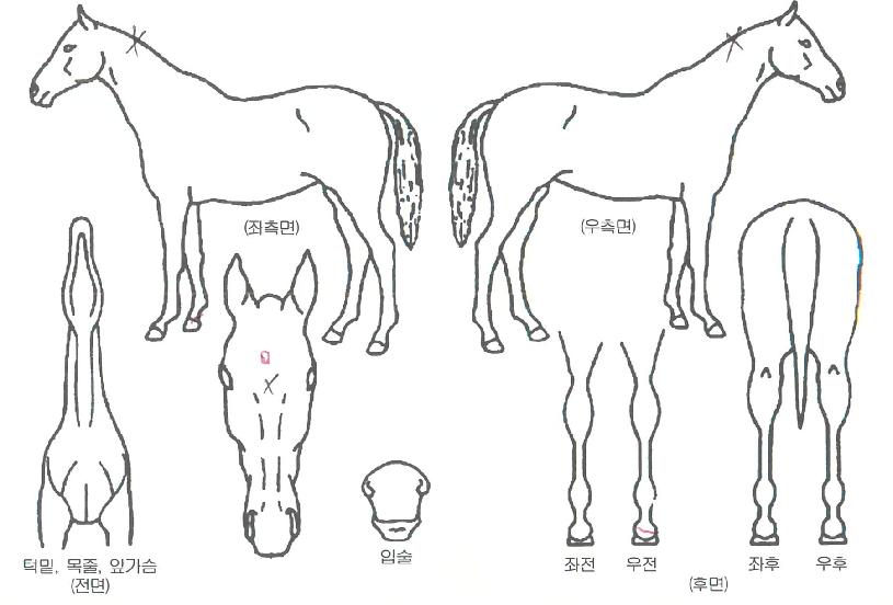 ·Îµå¸ÊÀÇ Ãø¸é,¿ì¸é,µÞ¸é,µÎ»ó,´Ù¸®ÀÇ Æ¯Â¡µµÇØ