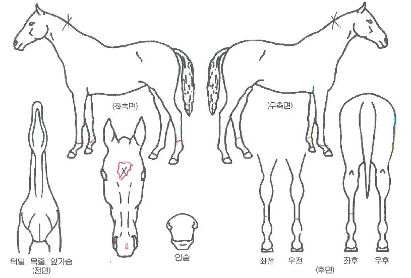 Ä¿¶óÁö¿ÀÀÇ Ãø¸é,¿ì¸é,µÞ¸é,µÎ»ó,´Ù¸®ÀÇ Æ¯Â¡µµÇØ