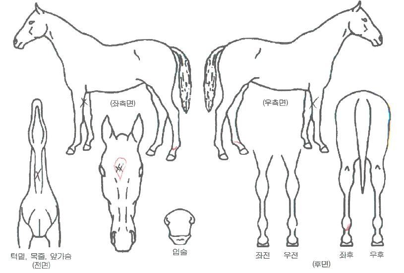 Áظð´×ÀÇ Ãø¸é,¿ì¸é,µÞ¸é,µÎ»ó,´Ù¸®ÀÇ Æ¯Â¡µµÇØ