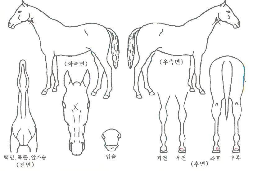 °¥»öÃѾËÀÇ Ãø¸é,¿ì¸é,µÞ¸é,µÎ»ó,´Ù¸®ÀÇ Æ¯Â¡µµÇØ